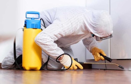 Самостоятельные меры по уничтожение клопов или обращению к специалистам